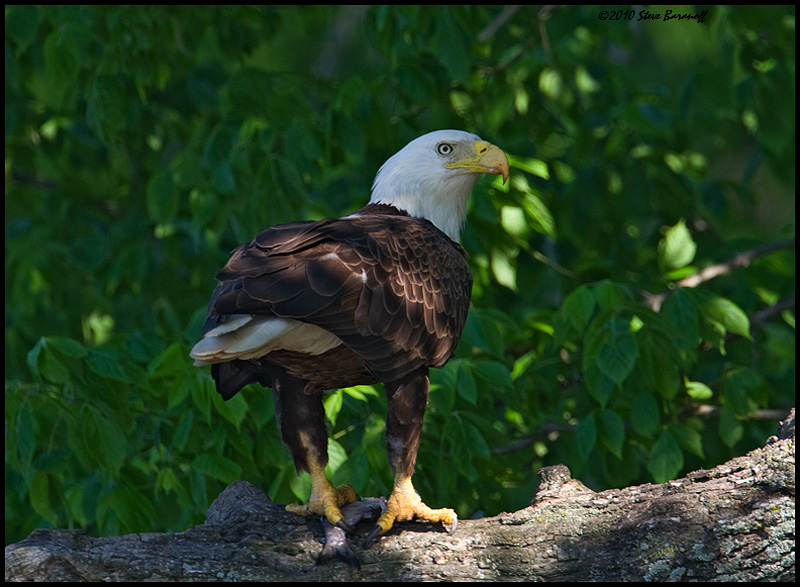 _0SB0787 american bald eagle.jpg